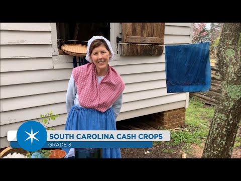 Video: Wat was de belangrijkste cash crop in South Carolina?