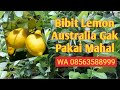 Jual bibit lemon australia bibit lemon import wa 08563588999