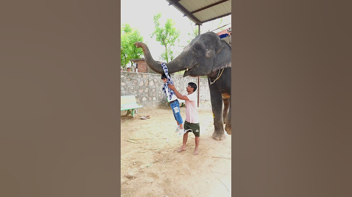 Kisne kisne kiya hai elephant swing? 😂