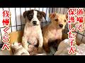 【子犬　保護】保護した子犬と我慢比べしました＆ホープ君を開放しました
