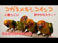 【えとぴりかFUKUOKA】人懐っこい！カキカキ大好き【コガネメキシコインコ】