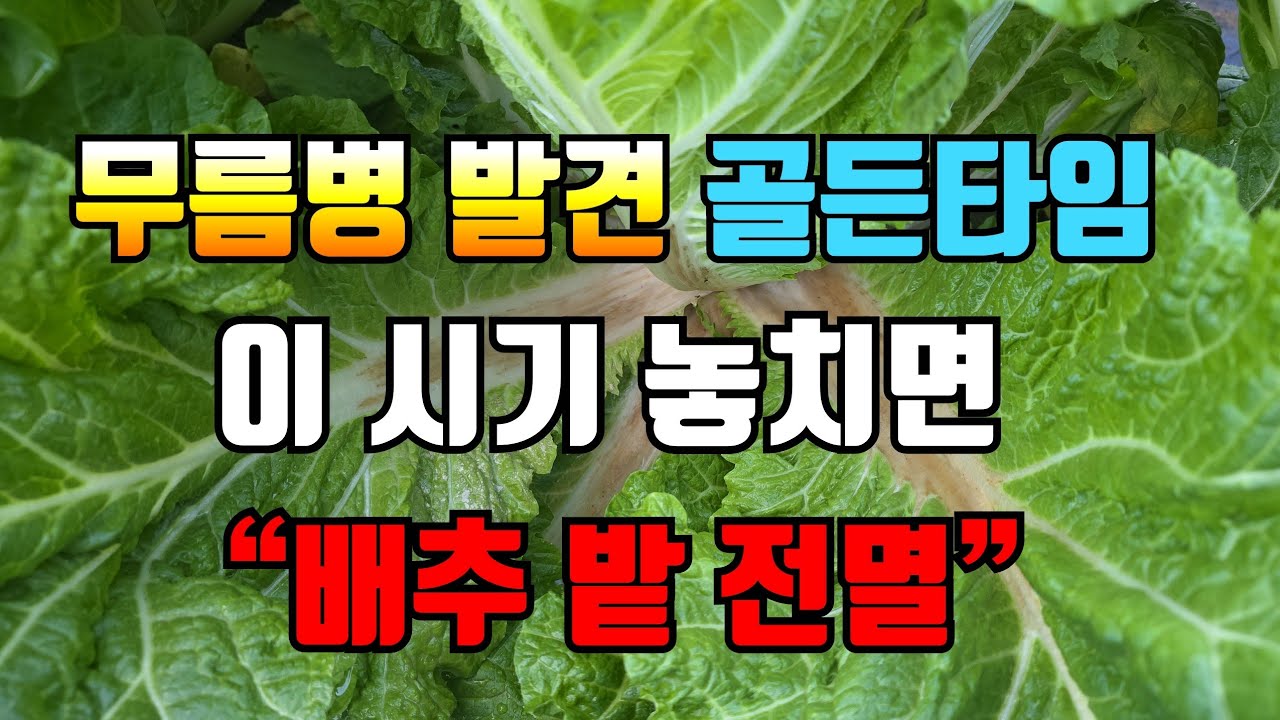 “오늘 안 하면 내일은 늦음, 배추 무름병 응급조치”