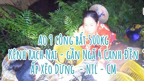 Ao 9 công bắt 500kg tôm càng xanh Kênh Rạch Nai - Ấp Xẻo Dừng - Ninh Thạnh Lợi - Cà Mau (LONG)
