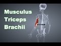 M. Triceps Brachii Trizeps: Ansatz, Ursprung, Funktion, Dehnung B-Lizenz Prüfungsstoff