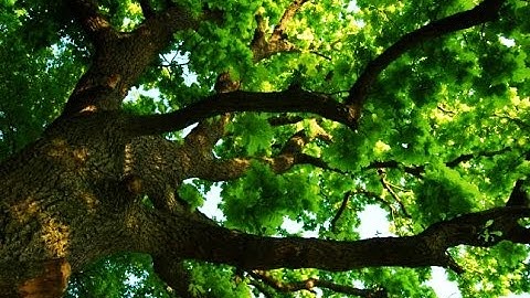 Big oak tree branches_Footage 204_windy evening_ветви большого дуба_ветер