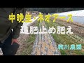 中晩生玉ねぎネオアースの止め肥え　邑南町　駒川農園　22.3.15