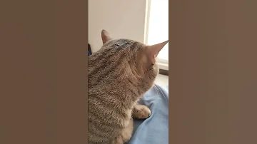 Yo Vine A Acariciarlo Gatos Gato Michis Youtubeshorts Mascotas 
