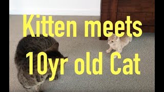 Kitten meets 10yr old cat