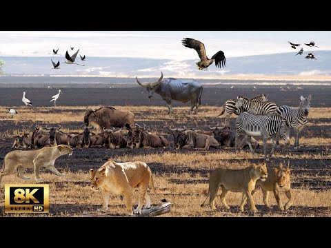 8K ULTRA HD