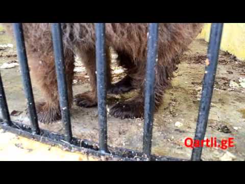 გორის ზოოპარკში ფეხმოტეხილი დათვის ბელი ჩამოიყვანეს