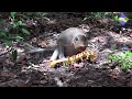 Super Funny Animal Videos Funny Time With Monkeys At Angkor Monkey Forest