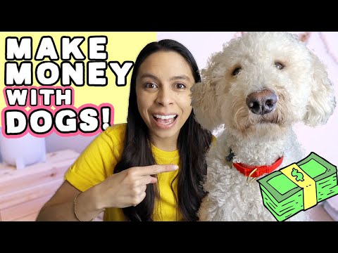 Video: How To Make Money On Dogs