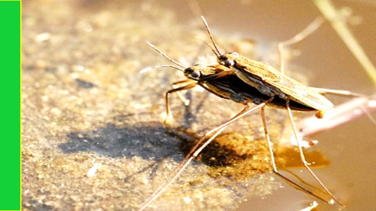 7 insectos fuera de lo comun que quizás no conozcas - YouTube