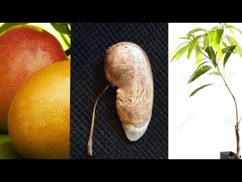 Video: Tropisk Grön Mango- Och Papayasallad