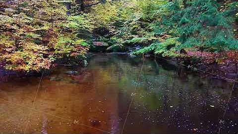 colorful trees echo on tranquil waters, calm creekside scene with leaf reflections and mossy edges