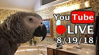 Einstein Parrot LIVE 8 19 18