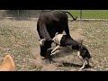 Heat stroke in dogs