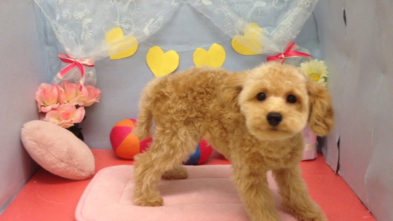 ペットショップCoo&RIKU　トイプードル　321132