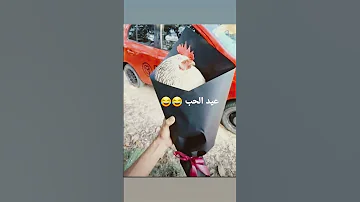 عيد الحب الرميلات السواركة مجرودة Reels الحويطات السعودية العراق الكويت اسود الكرامة مصر 