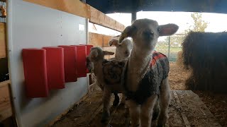 Indoor lamb rearing in New Zealand