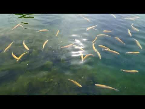 Fische im Teich Kurpark Park Café Puchberg am Schneeberg – Top Nö-Card Ausflug Ziel – Lumix dc-fz82