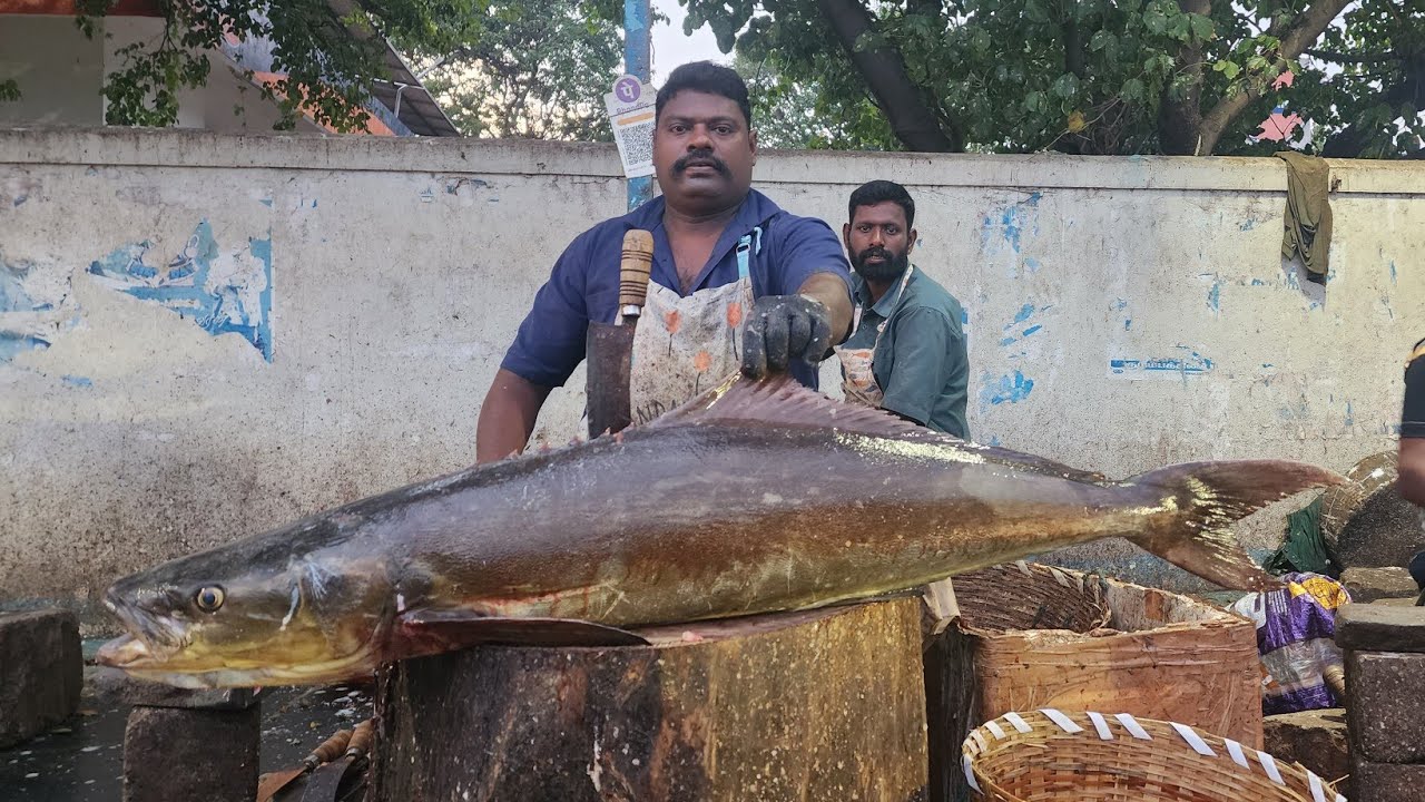 25.kg.ஸ்பீடுசெல்வம்.கடவரா.மீன்.வெட்டும்விடியா - YouTube