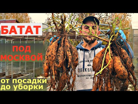 Видео: Выращивание сладкого картофеля - Как вырастить батат