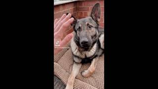 German shepherd prince TIKTOK episode 5 by GS-K9 Academy  329 views 3 years ago 45 seconds