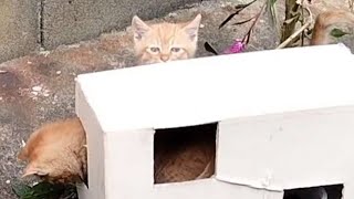 ➅白チャが子猫を連れてきた　子猫しか入れない餌箱