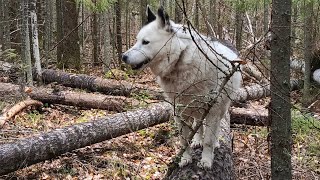 картинка: ОХОТА ,ЖАЛКО ЧТО ДИЧИ НЕТ.