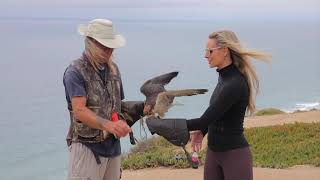 The Raptor Experience Will Bring You Close to Birds of Prey | California Live | NBCLA