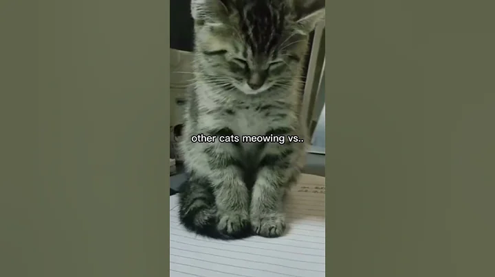 Video 11667431: cat meowing funny