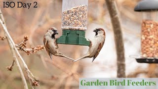Lazy Garden Bird Photography | ISO Day 2