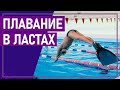 Вот это спорт! ПЛАВАНИЕ В ЛАСТАХ