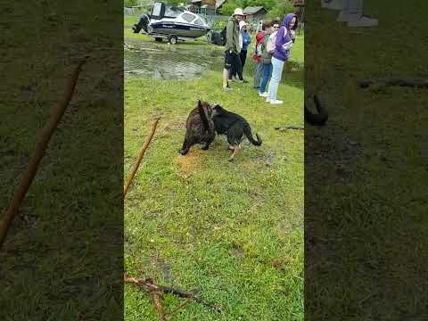 Видео: Озёрные псы разбушевались на Телецком озере