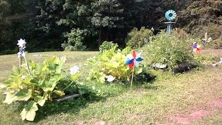 Growing raised bed vegetable garden update July zone 5