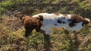 Jara. Springer Spaniel. Entrenamiento para caza