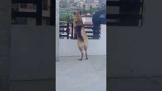 GERMAN SHEPHERD DOG GAURDING shorts viral shortsfeed shortsviral germanshepherd bruno