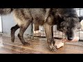 Акела ест свиные рульки, Канадский Волк Акела