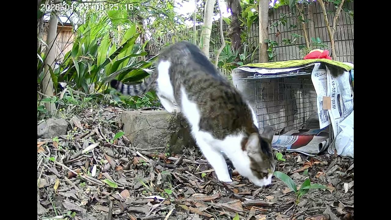 迷子猫保護の様子の動画サムネイル