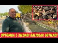 5 XILDAGI BALIQLAR OPTOMGA SOTILADI SAZAN, OQ BALIQ, AFRIKA LAQQA BALIQ, ILONBOSHI BALIQLAR