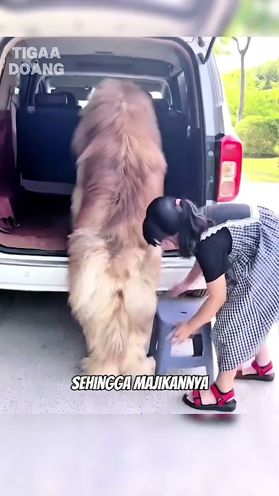 hewan ini memiliki tubuh yang begitu besar❗️#hewanunik #hewanbesar #shortsfyp #shorts #viralvideo