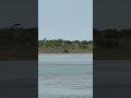 Cape Cruise with Shackleford Horses
