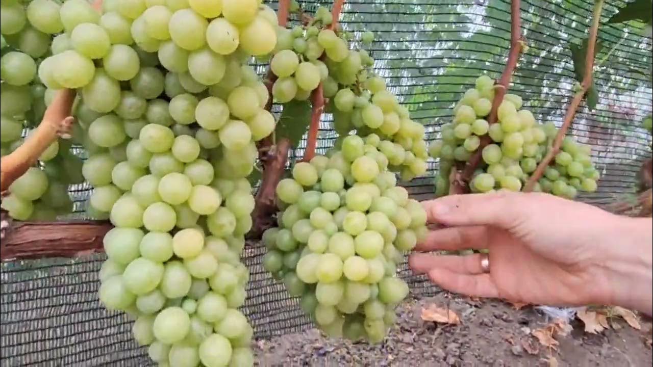 Виноград кишмиш Рататуй - YouTube