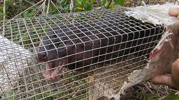 bẫy rắn rút bớt bẫy về mà cũng chạm quái vật/boss of the giant snake trap in Vietnam