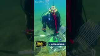 Boxfish Luna filming scuba divers