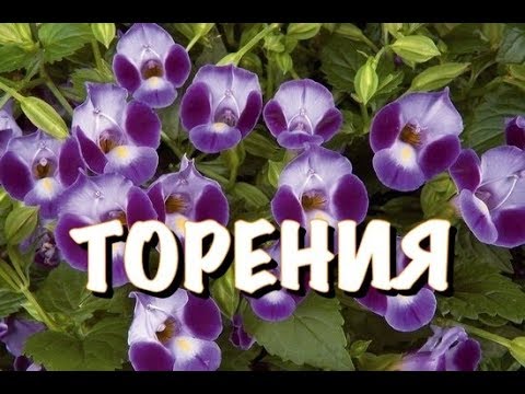 ТОРЕНИЯ. КОНТЕЙНЕРНАЯ ПОСАДКА.