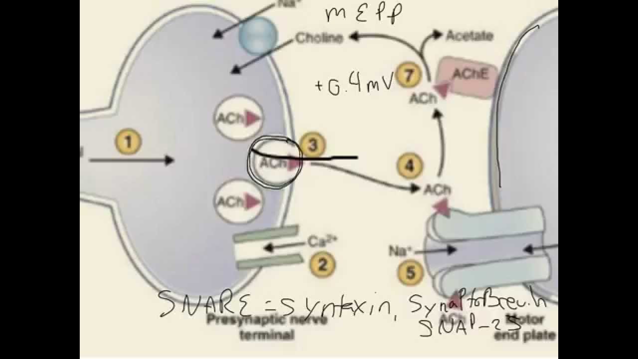 Differential Diagnosis for Muscle Weakness YouTube