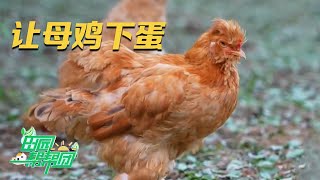 母鸡不下蛋怎么办？专家一招教会你如何让母鸡快速下蛋：喂母鸡吃这种虫子，产蛋率提升非常快！|「田园帮帮团」20231017