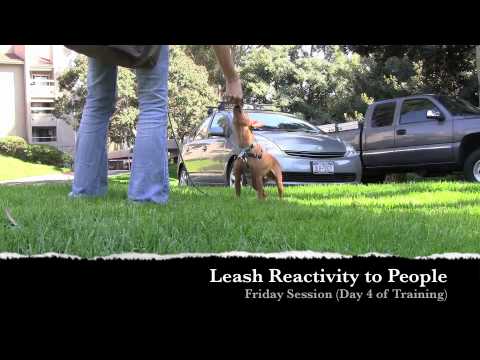 Video: Miniature Pinscher Dog Breed Allergivenlig, Helse Og Levetid